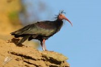 Ibis skalni - Geronticus eremita - Waldrapp - Bald Ibis 5773